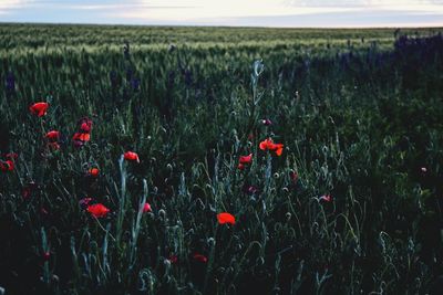 Close-up of red poppy flowers in field