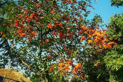 Low angle view of tree against sky