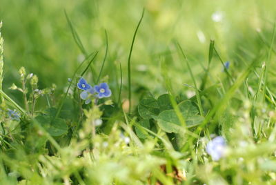 Close-up of flowering plants on field