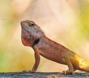 Close-up of a lizard