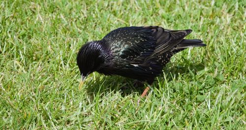 Black bird on grass