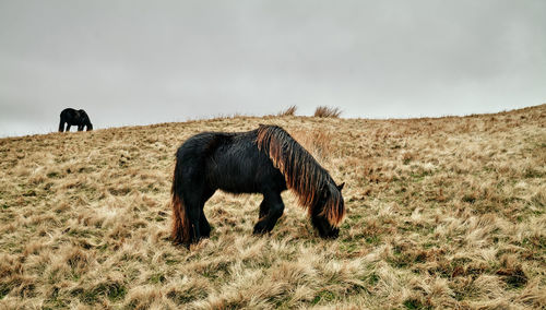 Horse grazing on field against clear sky