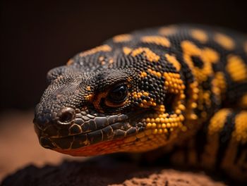 Close-up of lizard