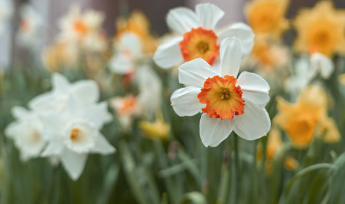 Close-up of white flowering plants on field