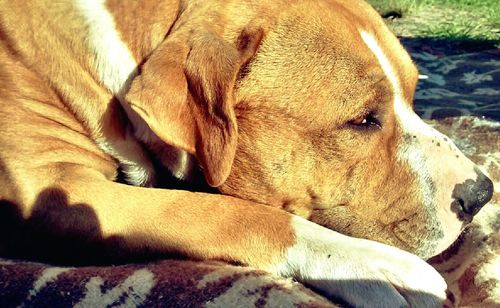 Close-up of dog sleeping