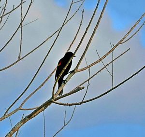 Low angle view of birds against blue sky