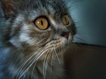Close-up portrait of a cat