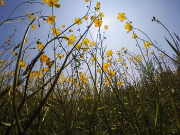 Low angle view of plants against sky