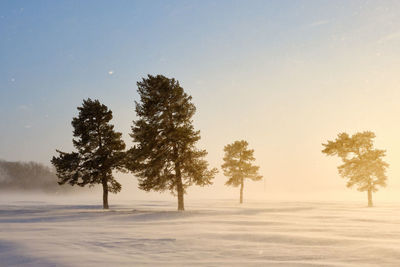 Tree on snow covered landscape