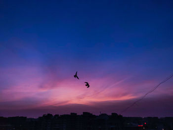 Silhouette of birds flying over city