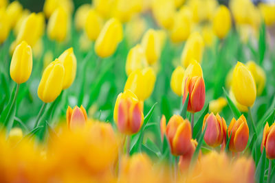 Close-up of yellow tulips in field