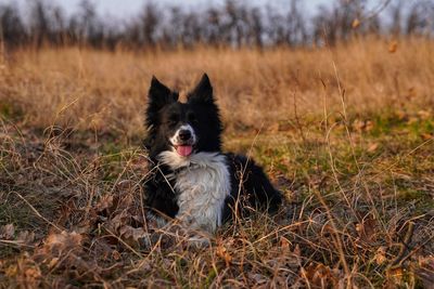 Portrait of dog sitting on field