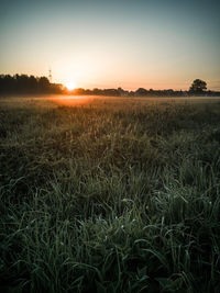Scenic view of field against clear sky during sunset