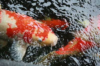 Close-up of red water