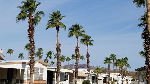 Low angle view of palm trees against sky