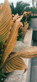 High angle view of flowering plants in yard