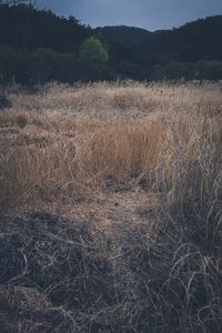 Scenic view of field