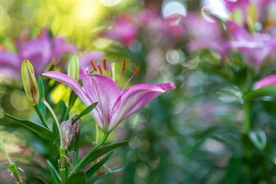 Close-up of pink flowering plant