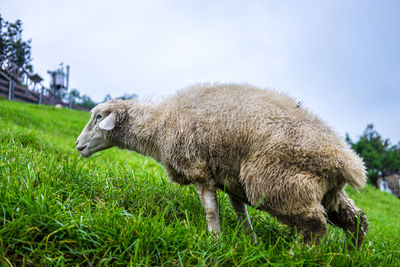 Side view of a sheep on field