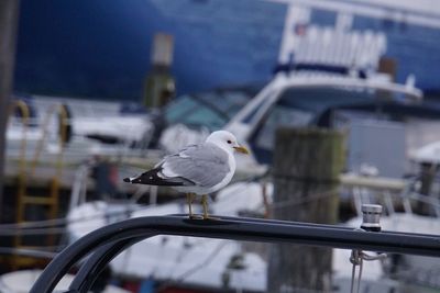 Seagull perching on railing