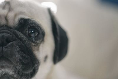 Close-up portrait of dog