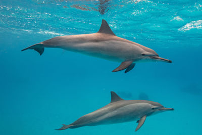 Two dolphins playing
