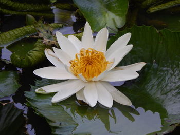 Close-up of white water lily blooming in lake