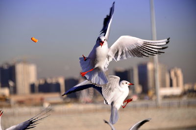 Seagull flying