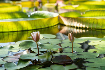 Botanical greenhouse with pond water lilies and lotuses. glasshouse with aquatic plants and flowers.