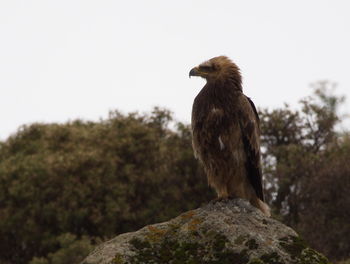 Bird perching on rock against sky