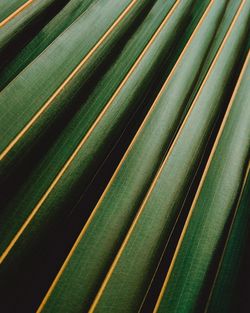 Full frame shot of palm leaf