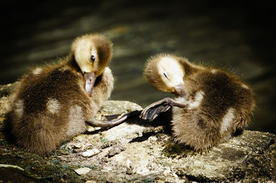 Close-up of young bird