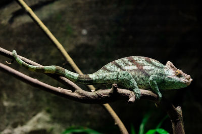 Close-up of chameleon on branch in forest