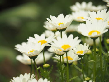 Close-up of white flowering plant on field