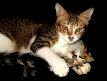 Close-up portrait of cat