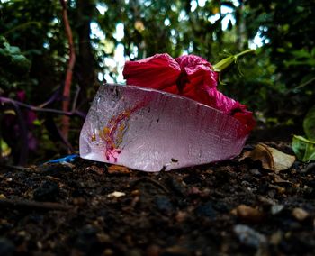 Close-up of red leaf on land in forest