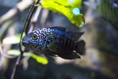 Close-up of fish swimming in sea