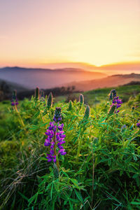 Close-up of purple flowering plant on field against sky