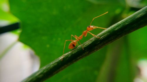 Close-up of ladybug on plant