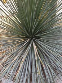 Low angle view of palm trees