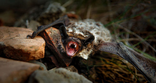 Close-up of animal eye