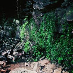 Moss growing on rocks