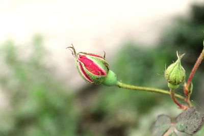 Close-up of butterfly on pink flower