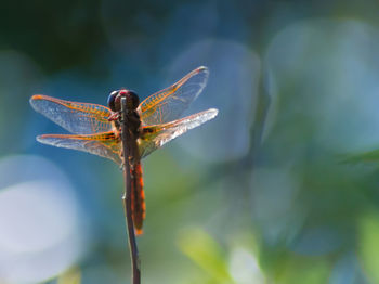 Close-up of dragonfly
