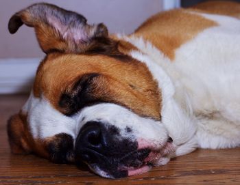 Close-up of st bernard sleeping on floor