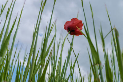 Close-up of red flower