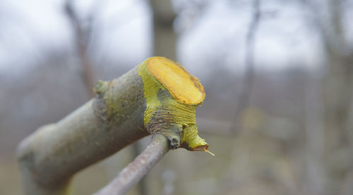 Close-up of yellow lizard