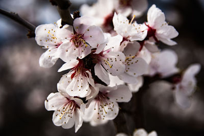 Close-up of apple blossoms in spring