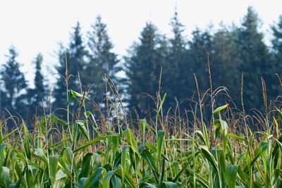 Close-up of wheat growing on field against sky