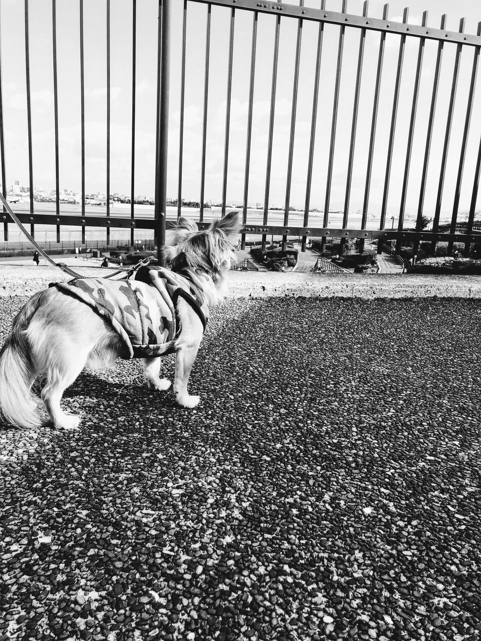 HIGH ANGLE VIEW OF DOG RELAXING ON ROAD